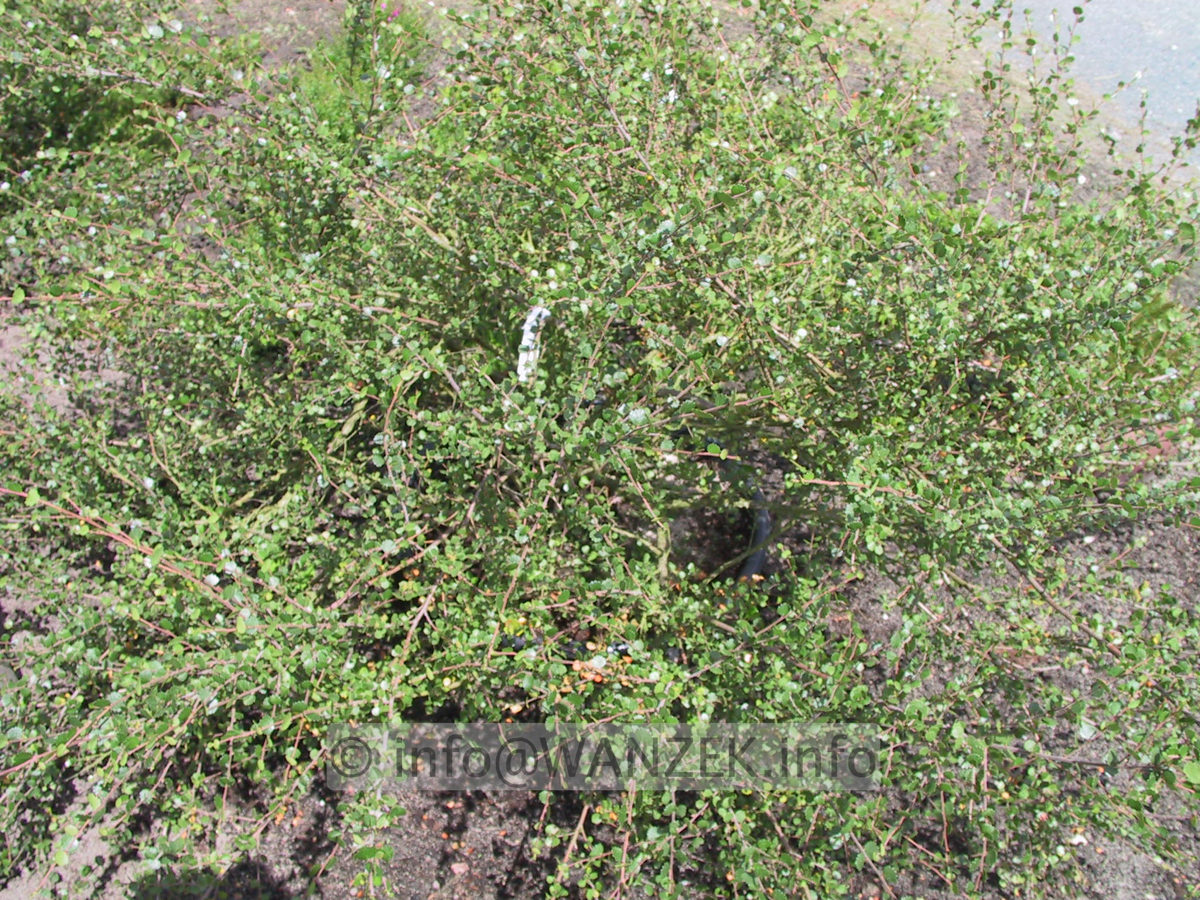 Betula nana - Sol Co.JPG